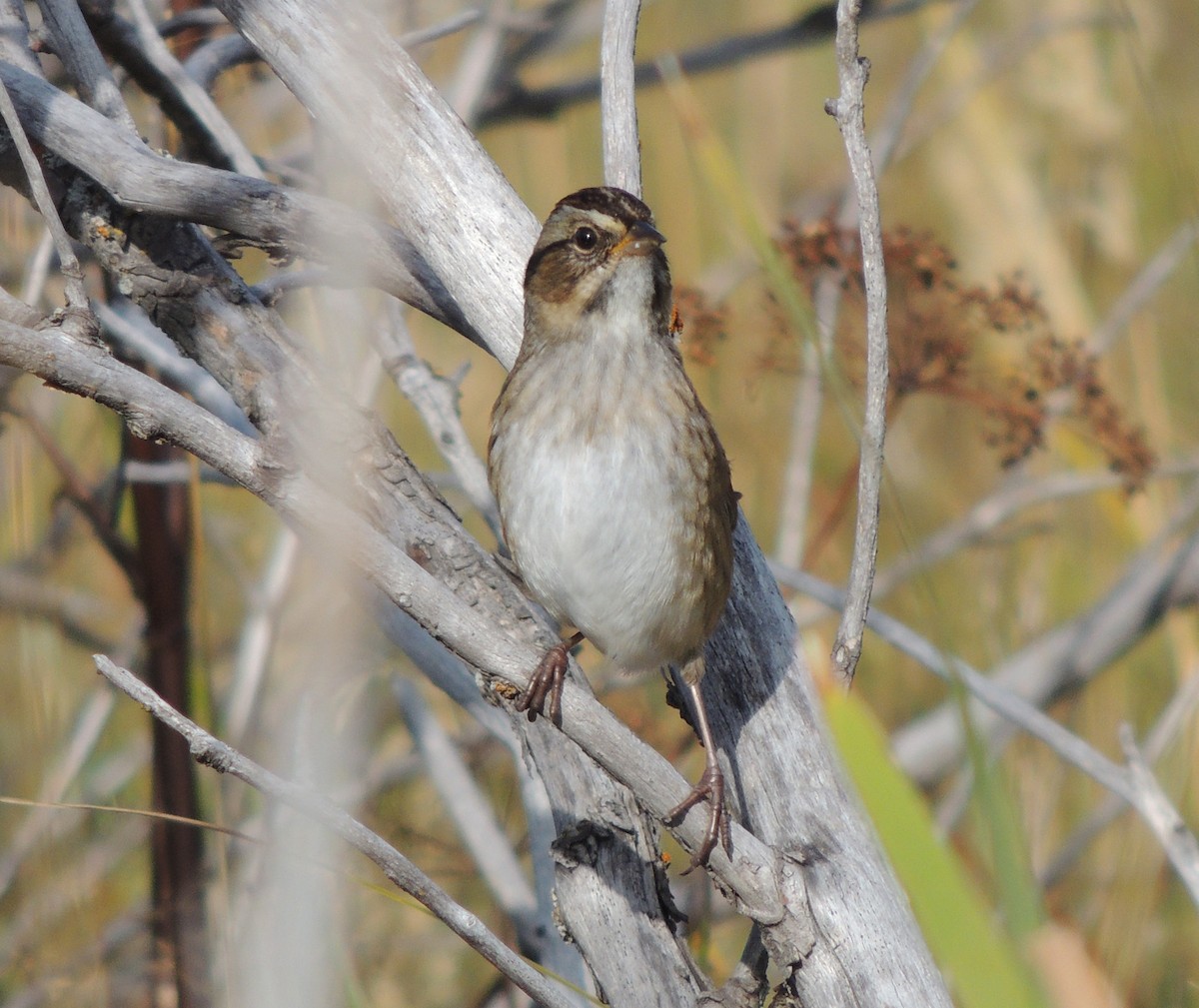 Swamp Sparrow - ML34863361