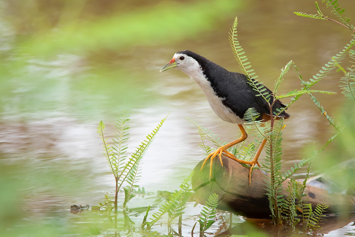 White-breasted Waterhen - ML348636001