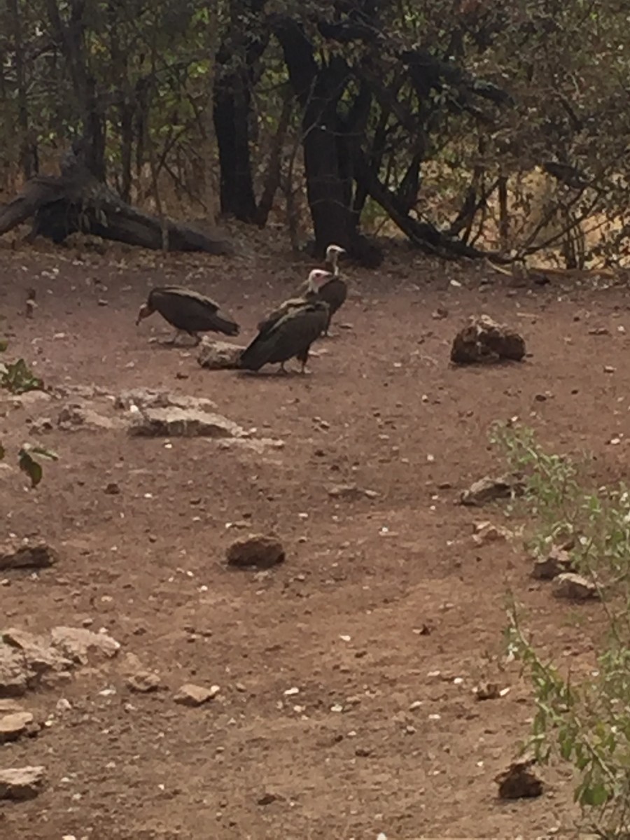 Hooded Vulture - ML348636151