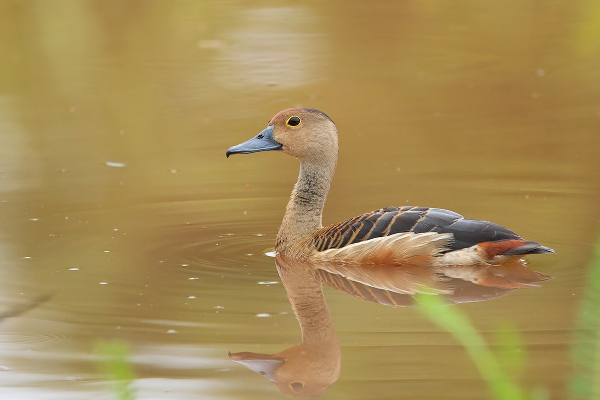 Lesser Whistling-Duck - Ayuwat Jearwattanakanok