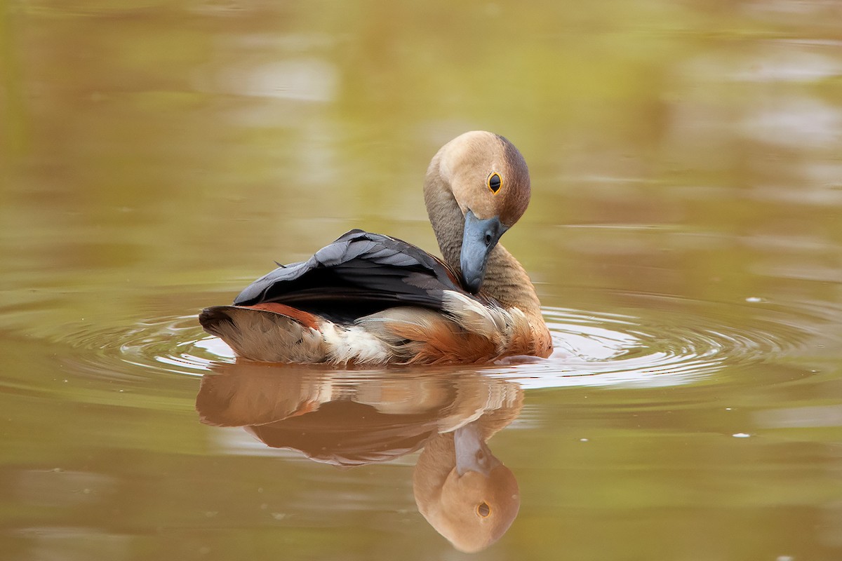 Lesser Whistling-Duck - ML348636401