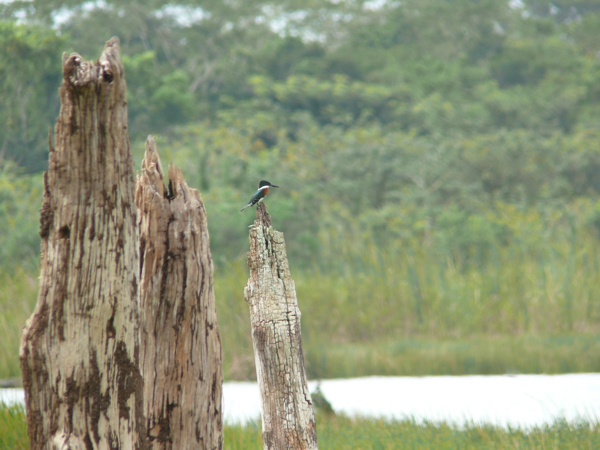 Green Kingfisher - ML348641901