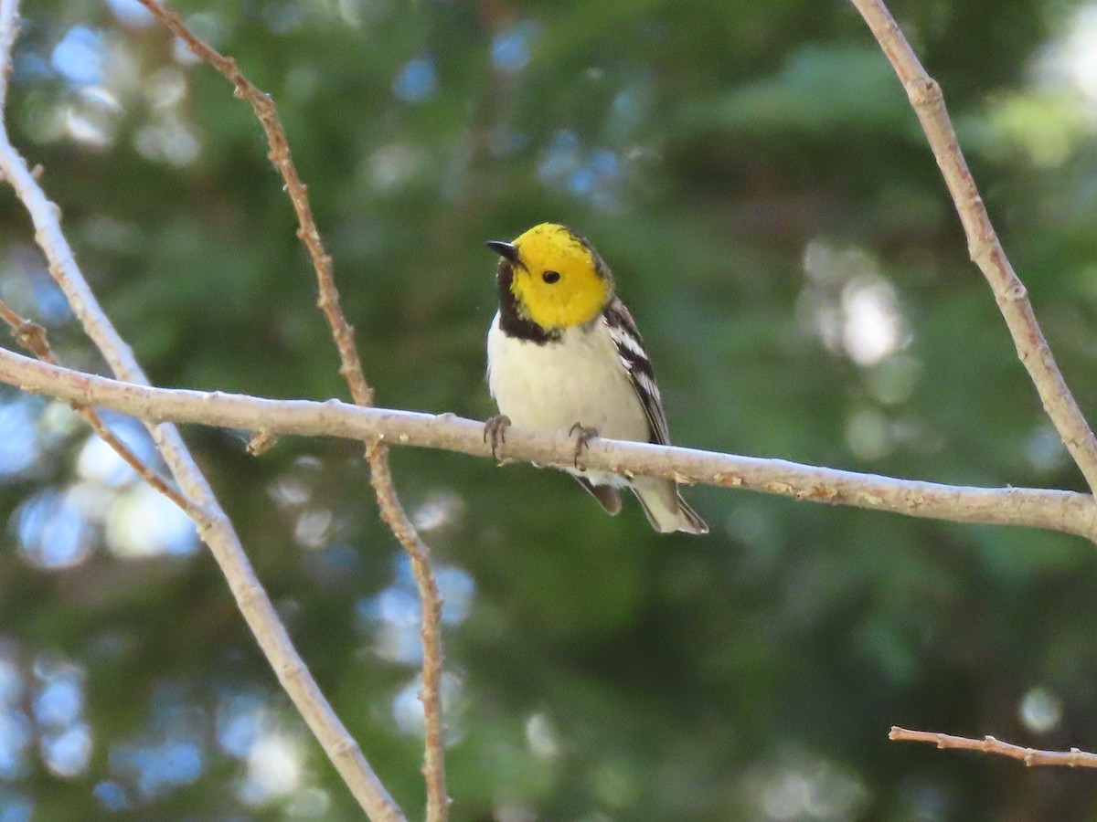 Hermit Warbler - ML348642131