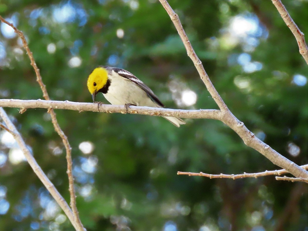 Hermit Warbler - ML348642151