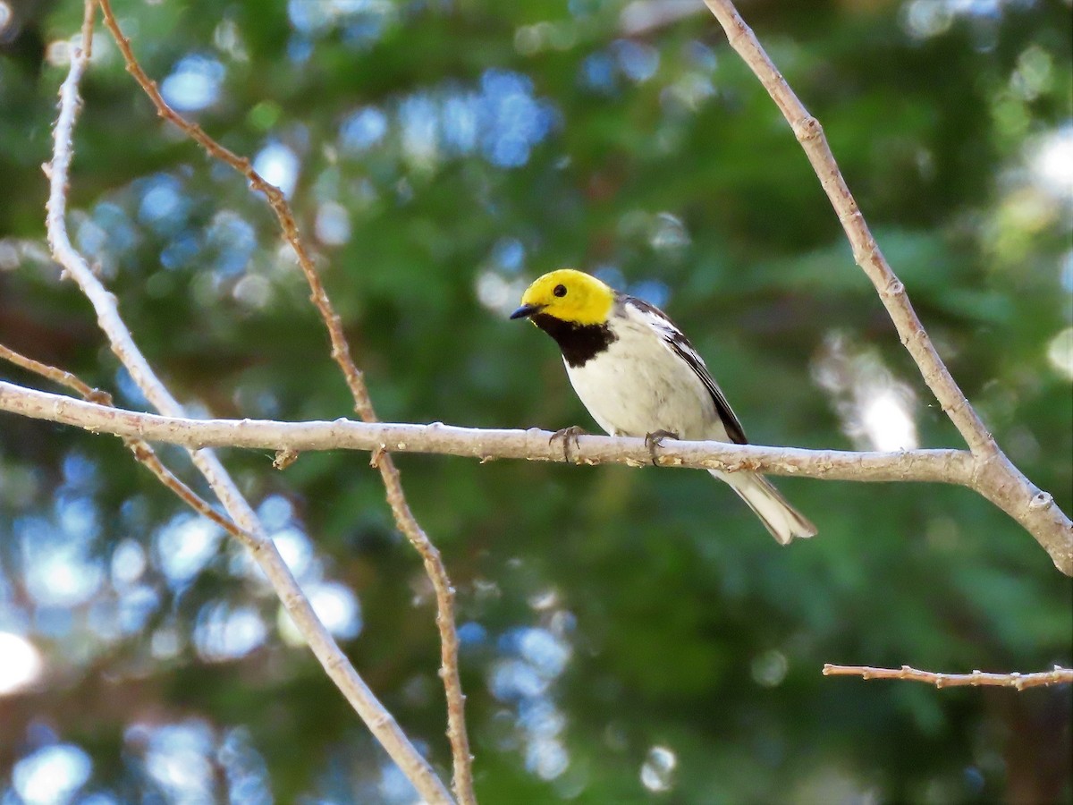 Hermit Warbler - ML348642161