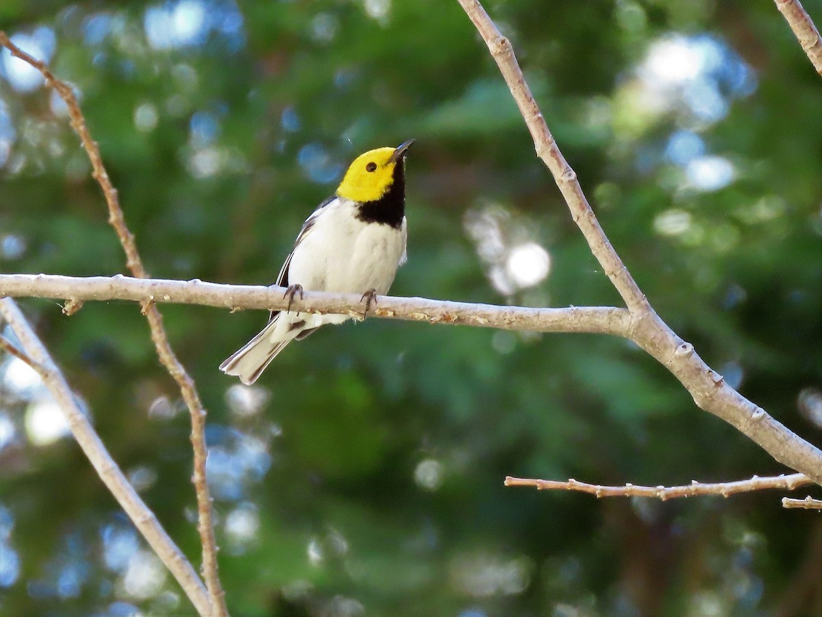 Hermit Warbler - ML348642171