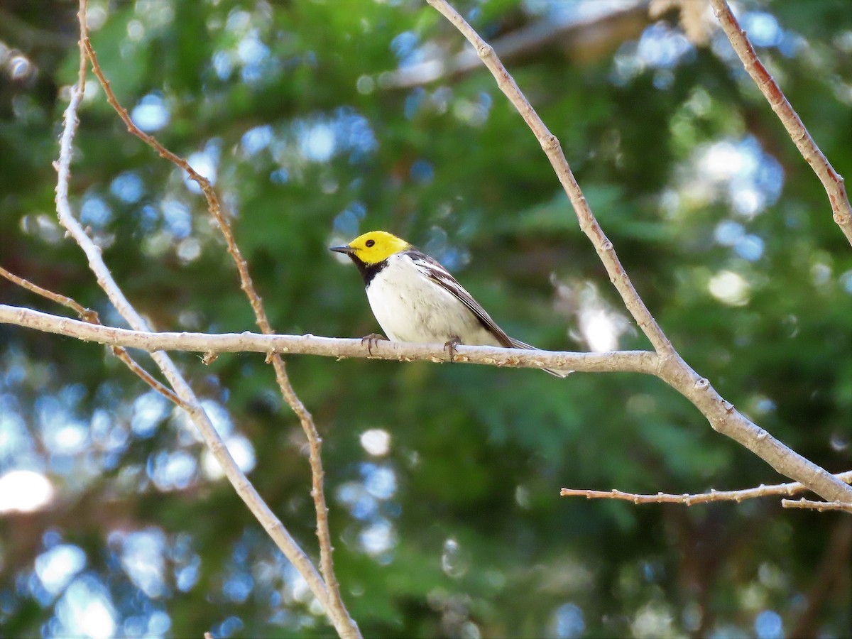 Hermit Warbler - ML348642181