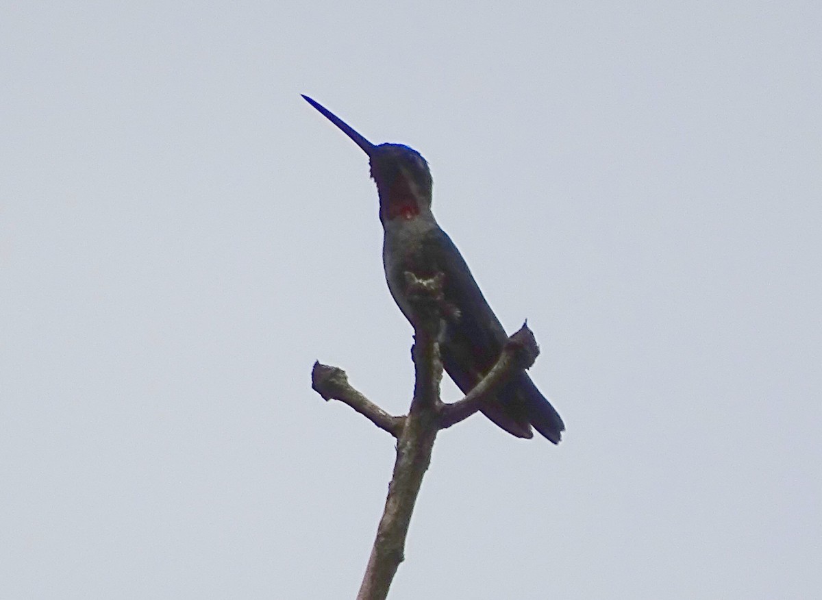 Long-billed Starthroat - ML34864361