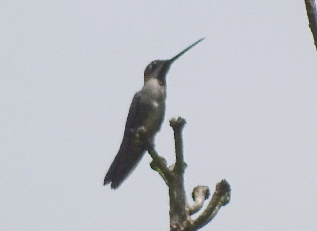 Long-billed Starthroat - ML34864371