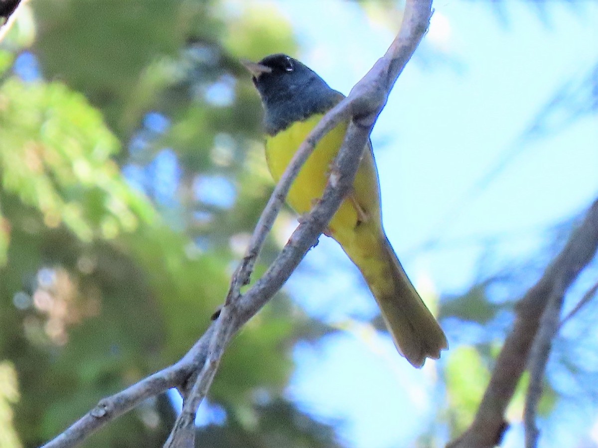 MacGillivray's Warbler - ML348643881