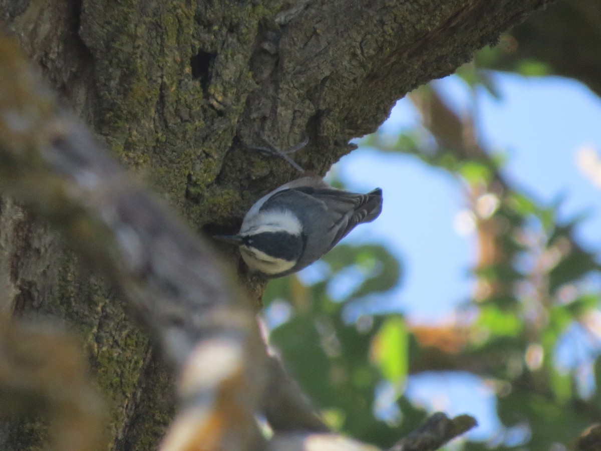 White-breasted Nuthatch - ML34864441