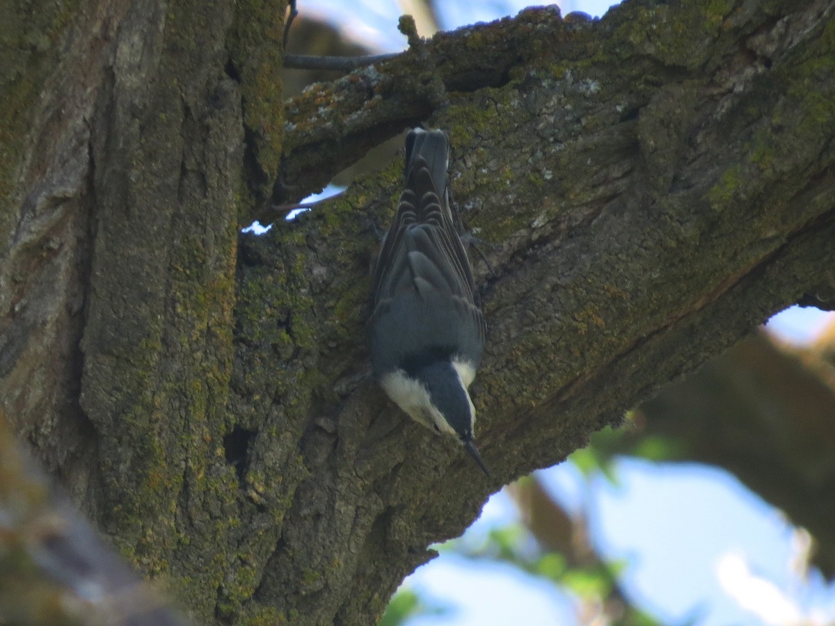 White-breasted Nuthatch - ML34864451