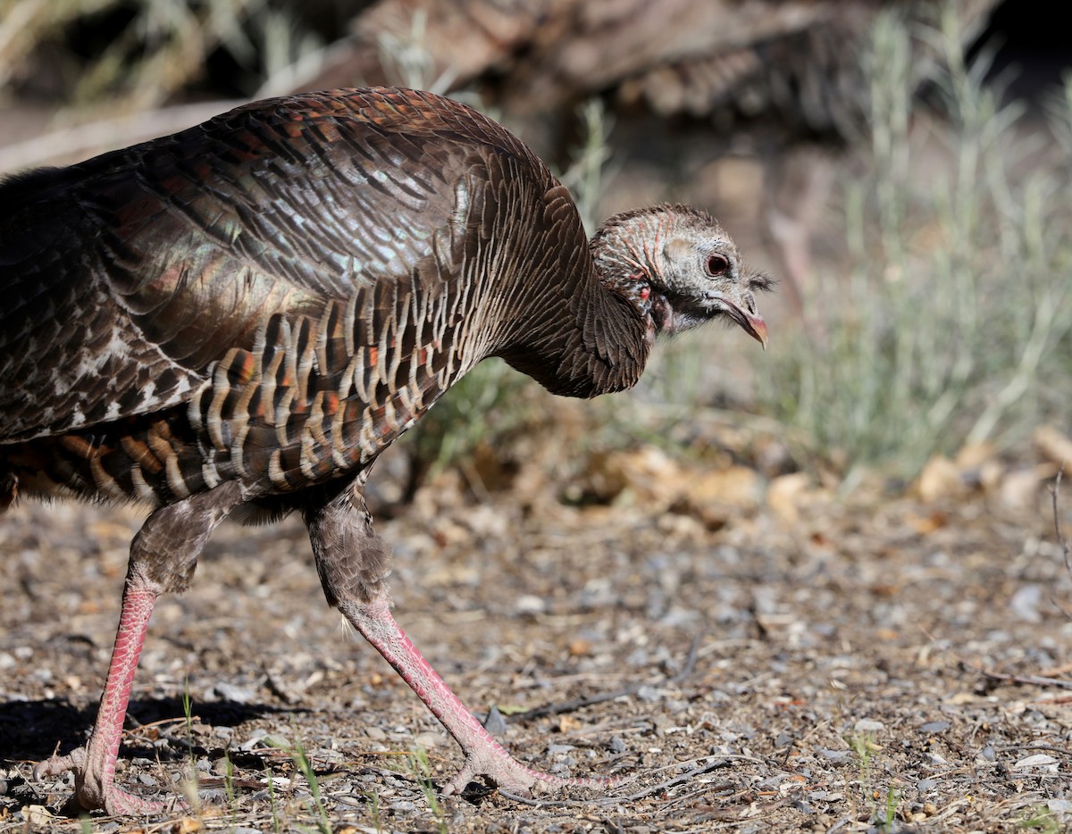 Wild Turkey - ML348645201