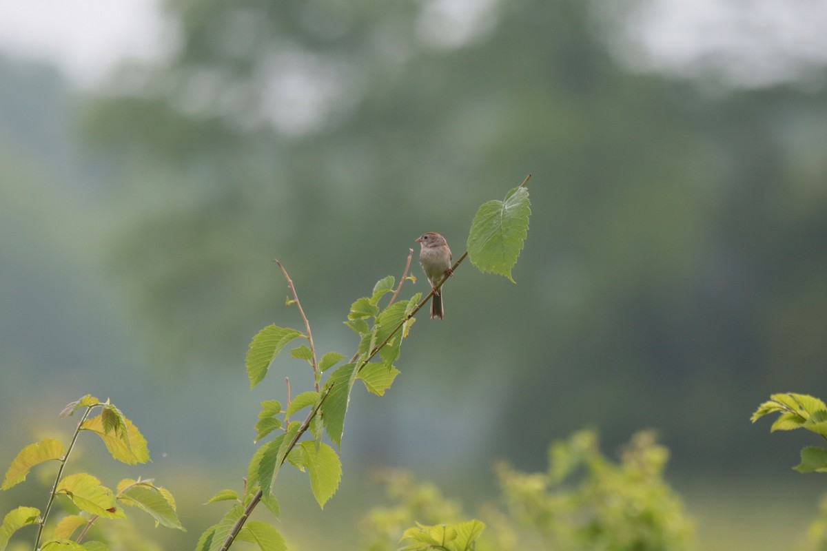 Field Sparrow - ML348646811