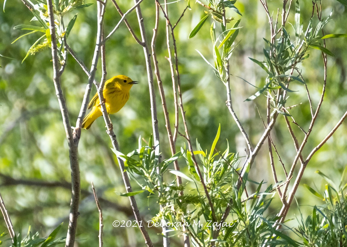 Yellow Warbler (Northern) - ML348646851