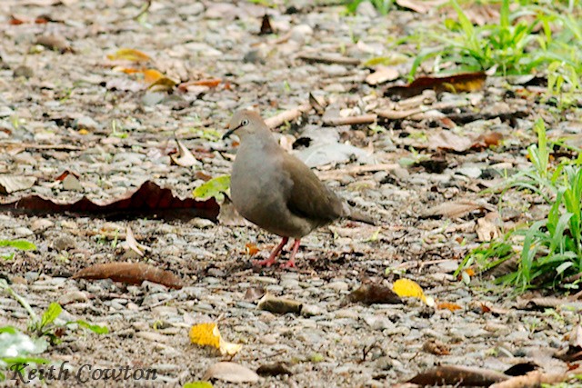 Gray-chested Dove (cassinii) - Keith Cowton