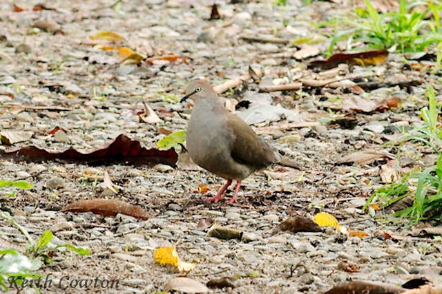 Gray-chested Dove (cassinii) - ML348648341