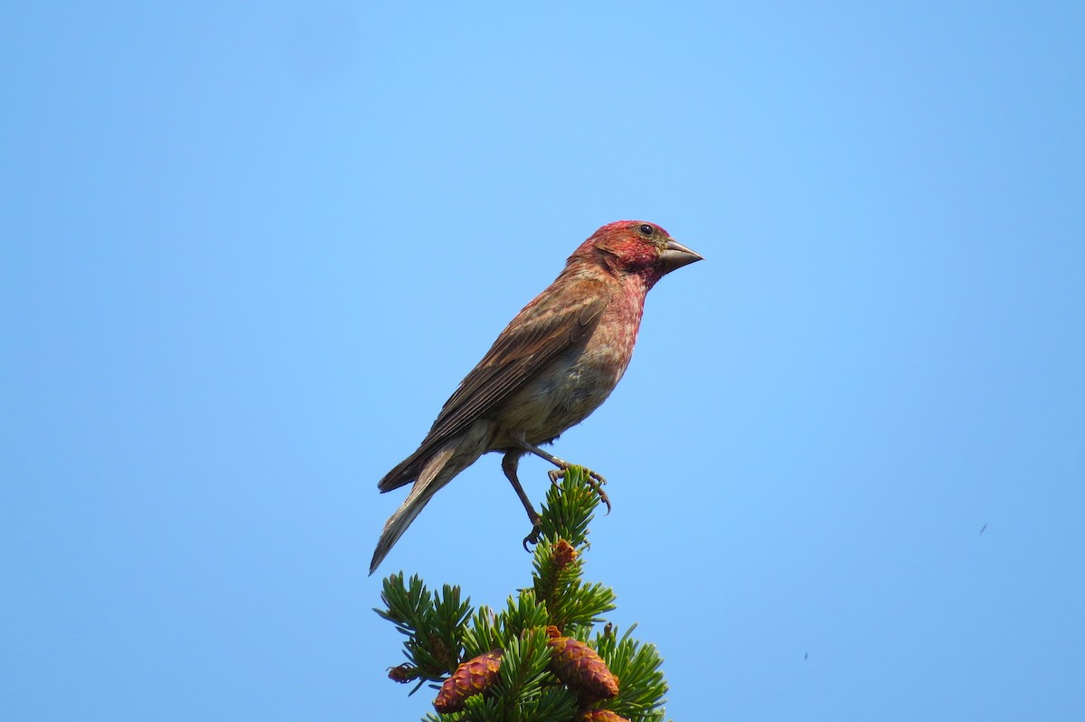 Cassin's Finch - Jon Isacoff