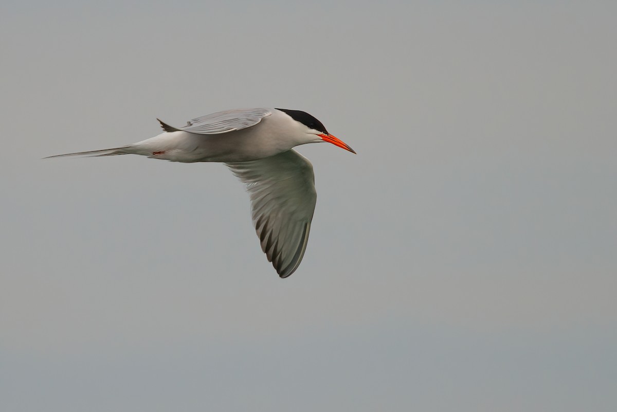 Common Tern - ML348650391