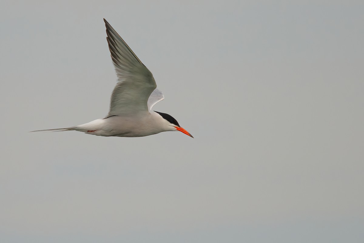Common Tern - ML348650411