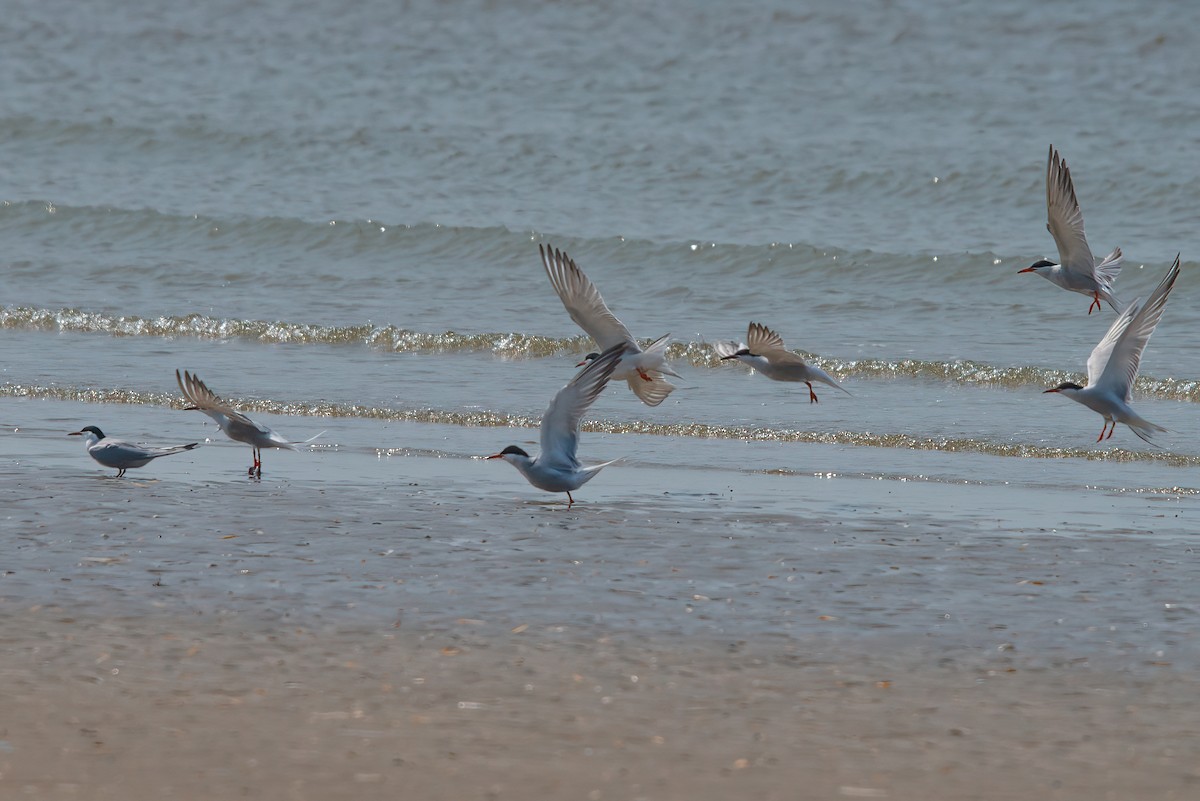 Common Tern - ML348650441
