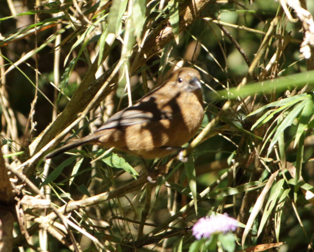 Glaucous-blue Grosbeak - ML348651381