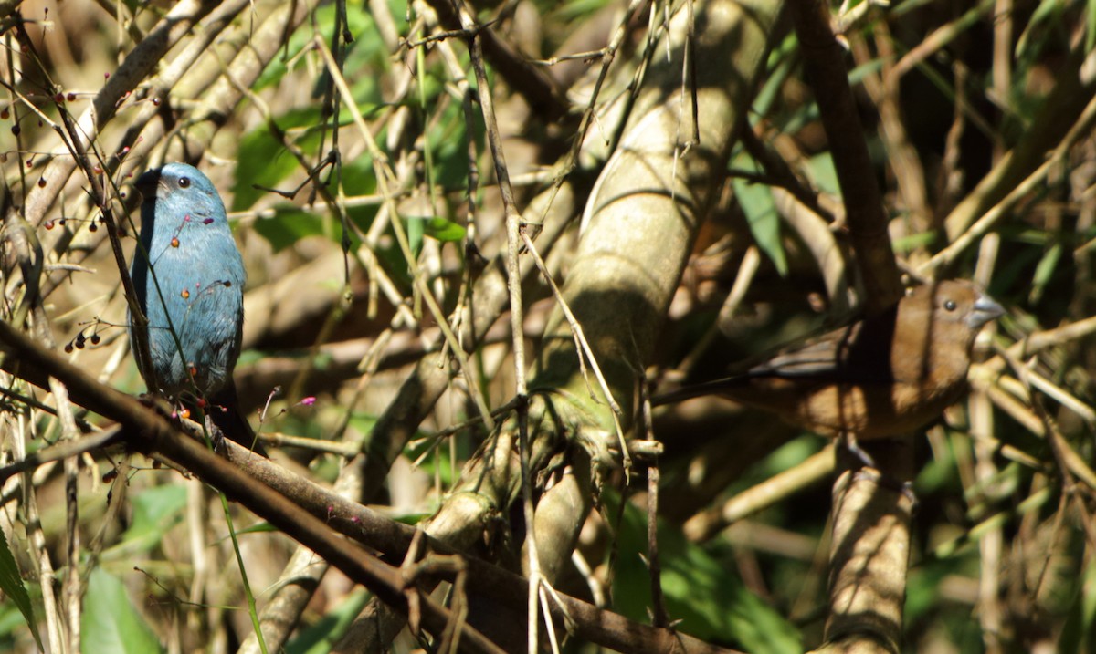 Glaucous-blue Grosbeak - ML348651391