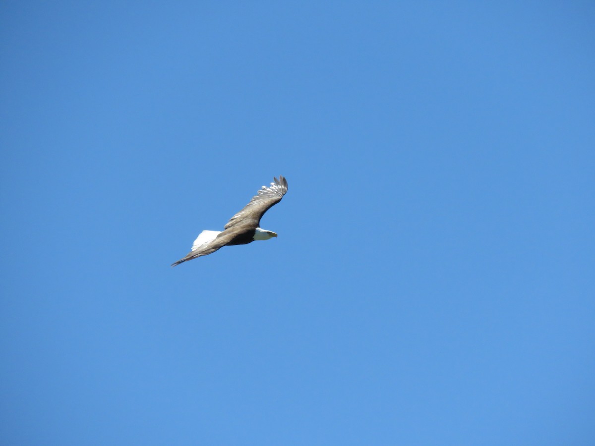 Bald Eagle - ML348653121