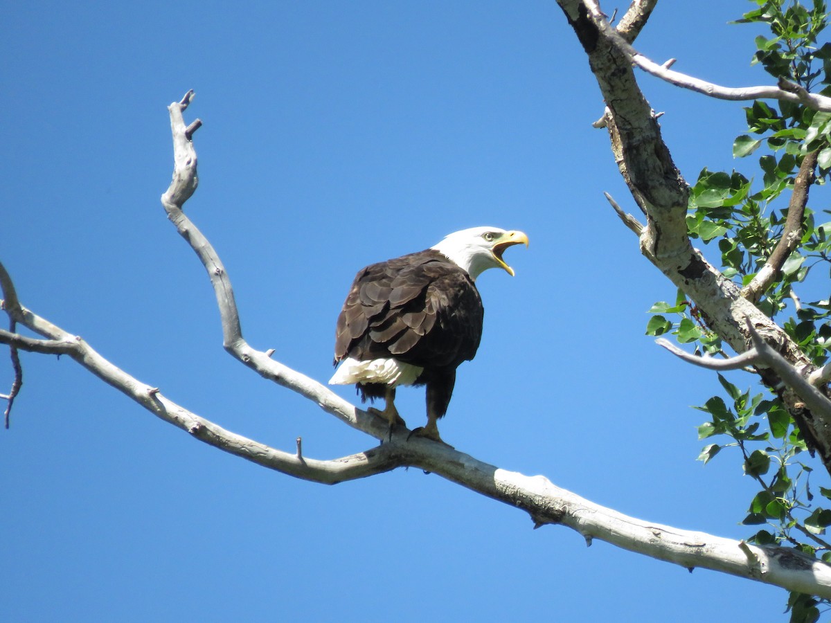 Bald Eagle - ML348653171