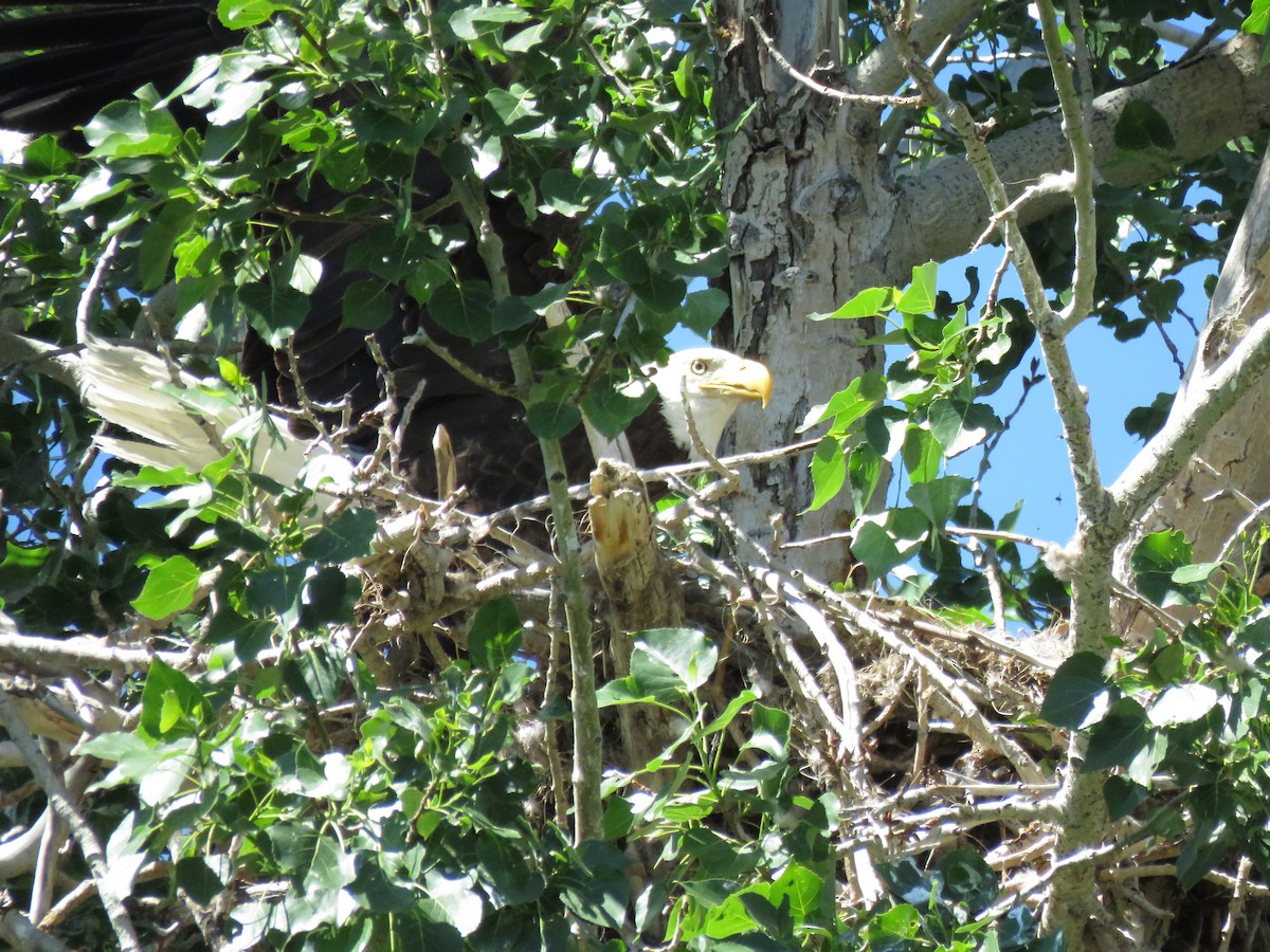 Bald Eagle - ML348653191