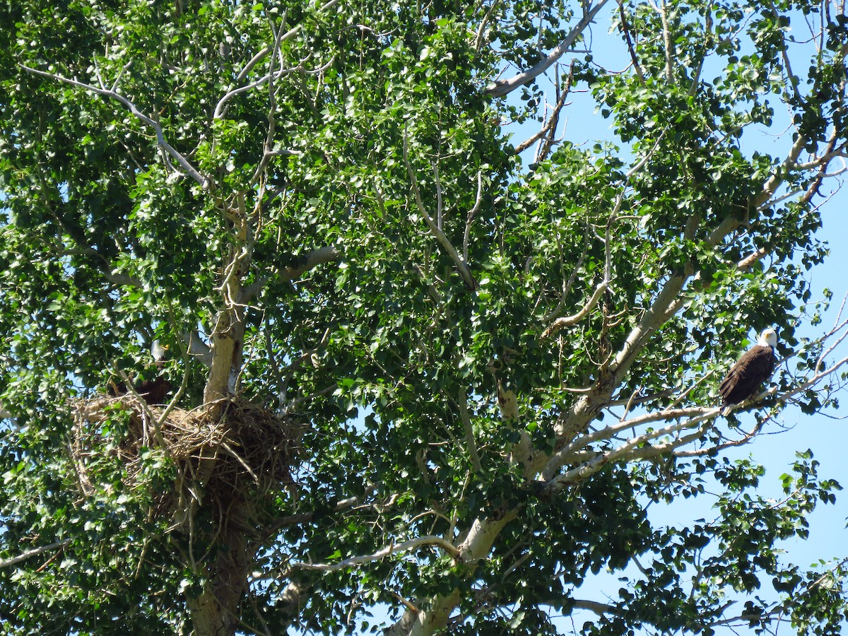 Bald Eagle - ML348653241