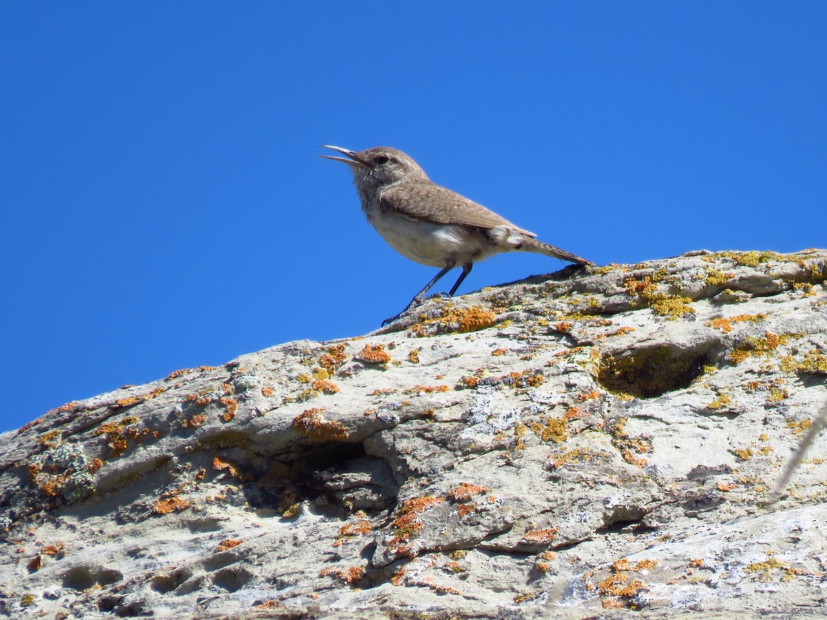 Rock Wren - ML348653361