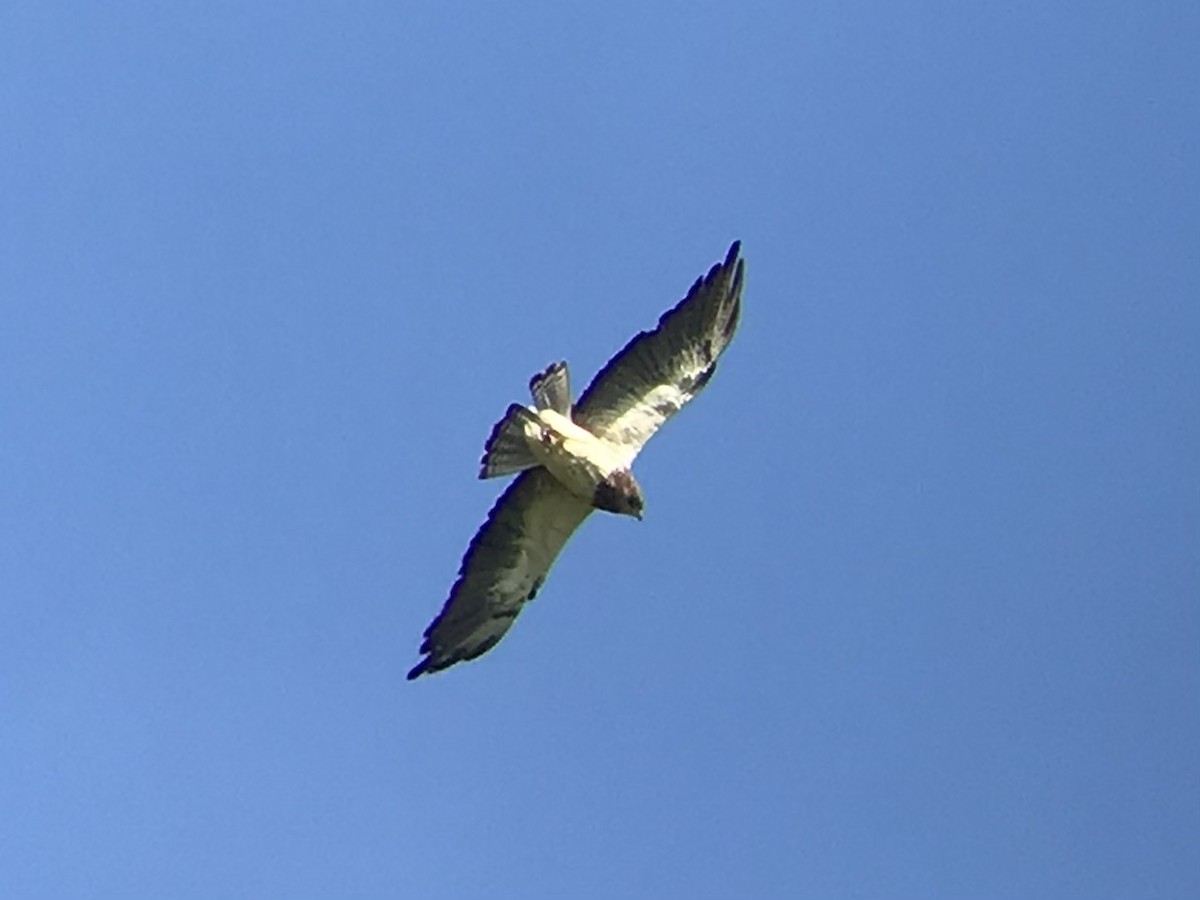 Swainson's Hawk - ML348654811