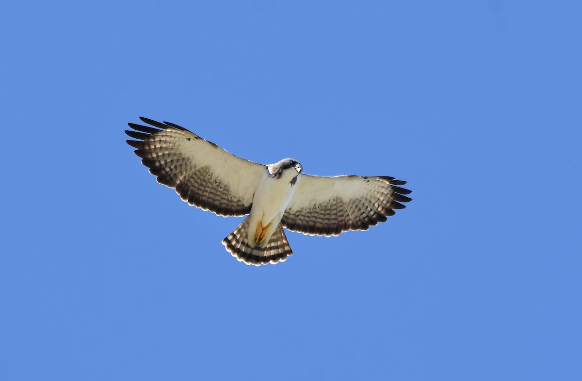 Short-tailed Hawk - ML348655331