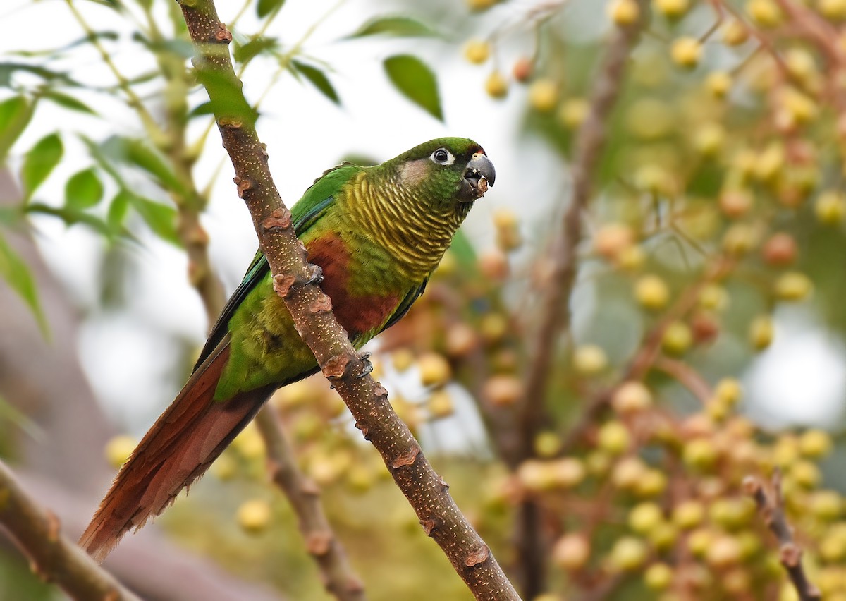 Maroon-bellied Parakeet - ML348655621