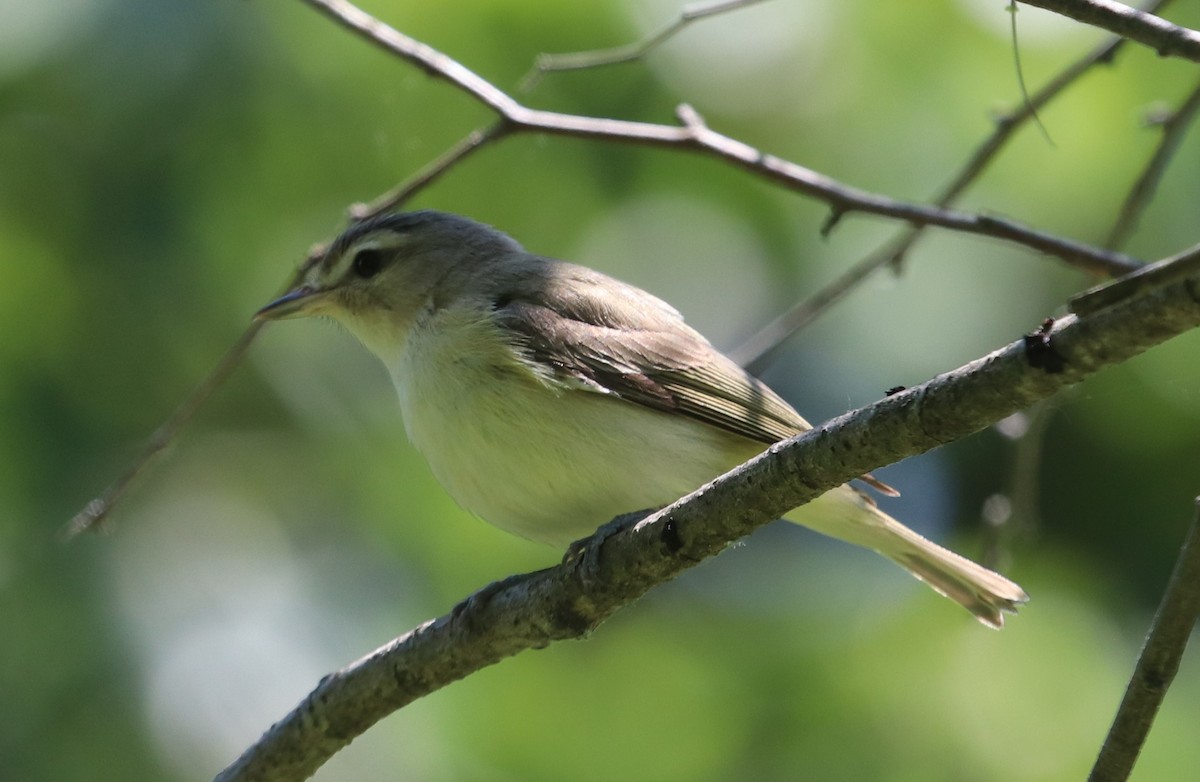 Warbling Vireo - ML348655641