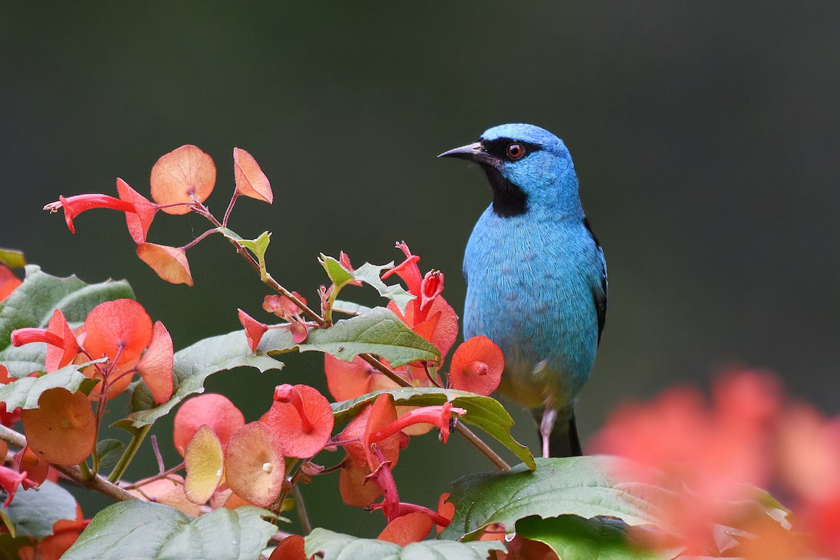 Blue Dacnis - ML348655651
