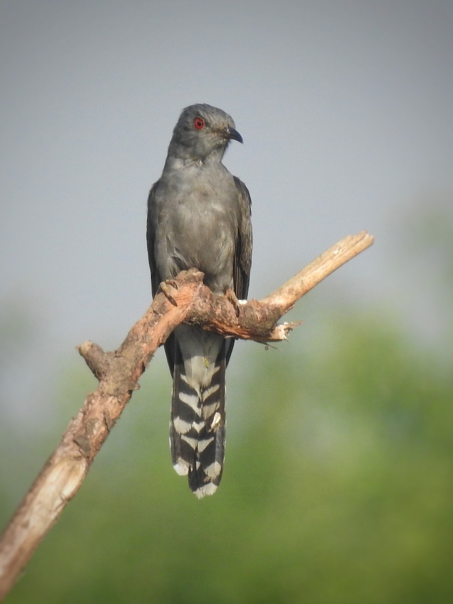 Gray-bellied Cuckoo - ML348655691