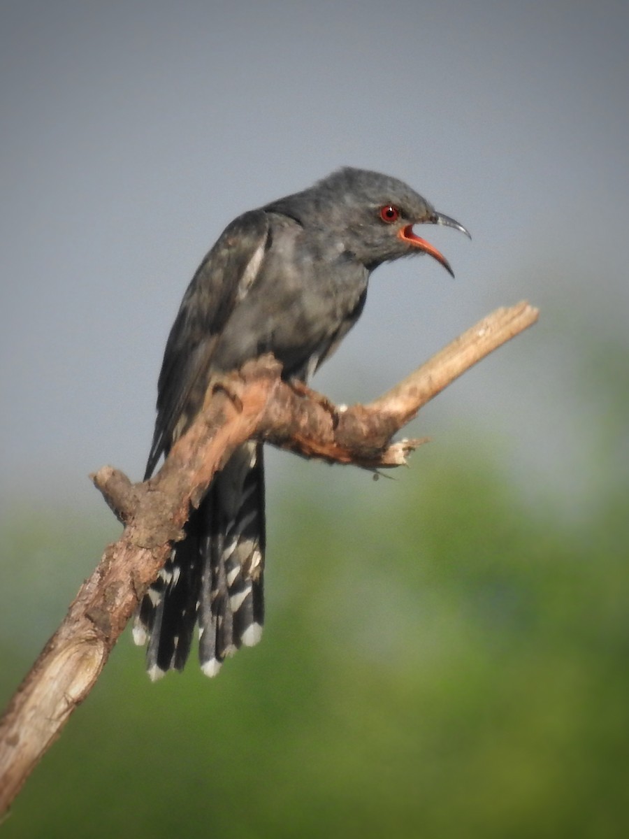 Gray-bellied Cuckoo - ML348655701