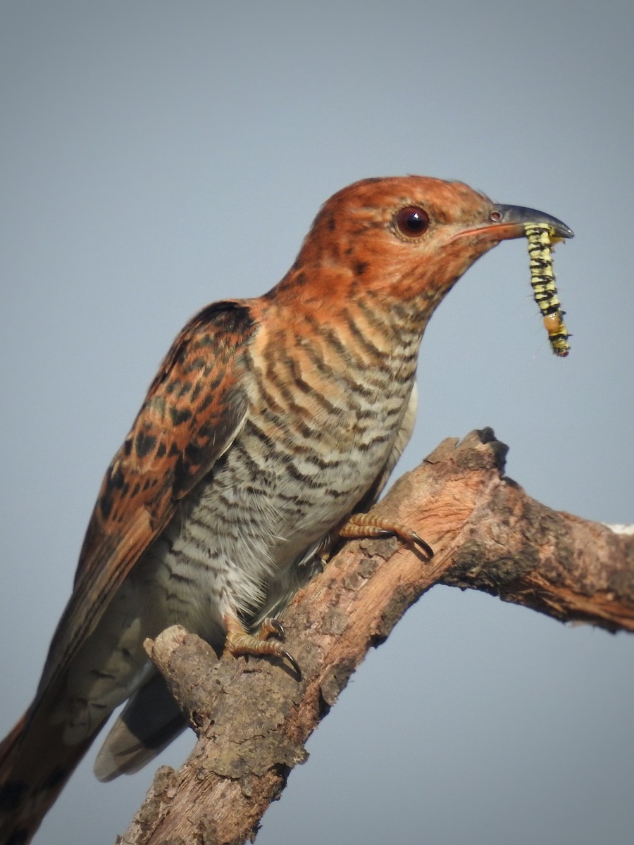 Gray-bellied Cuckoo - ML348655741