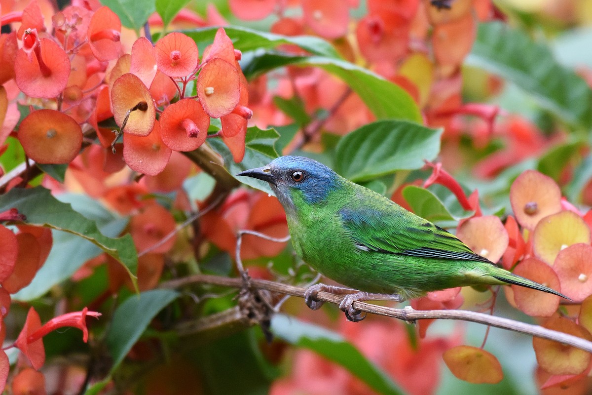 Blue Dacnis - ML348655751