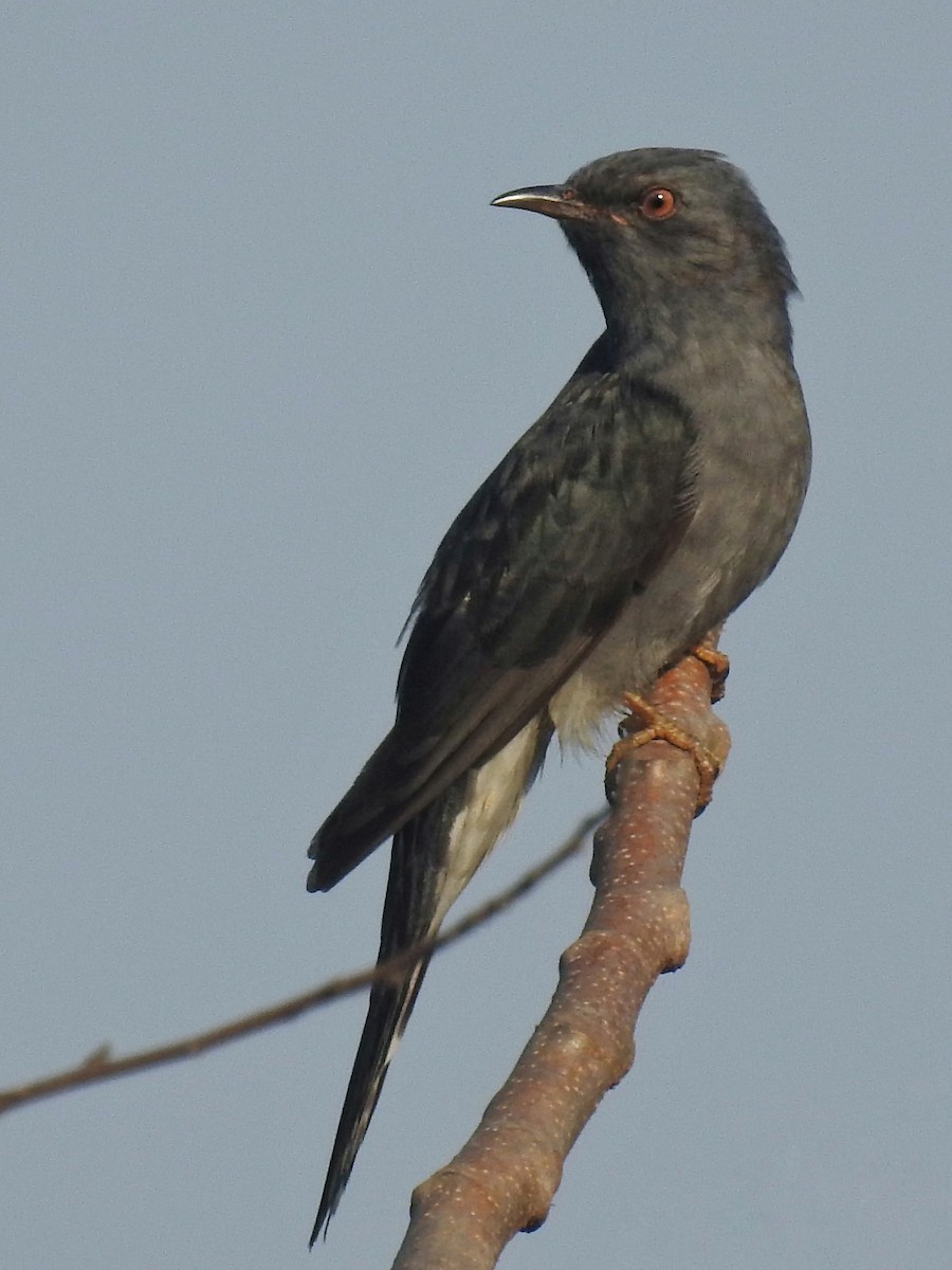Gray-bellied Cuckoo - ML348656041