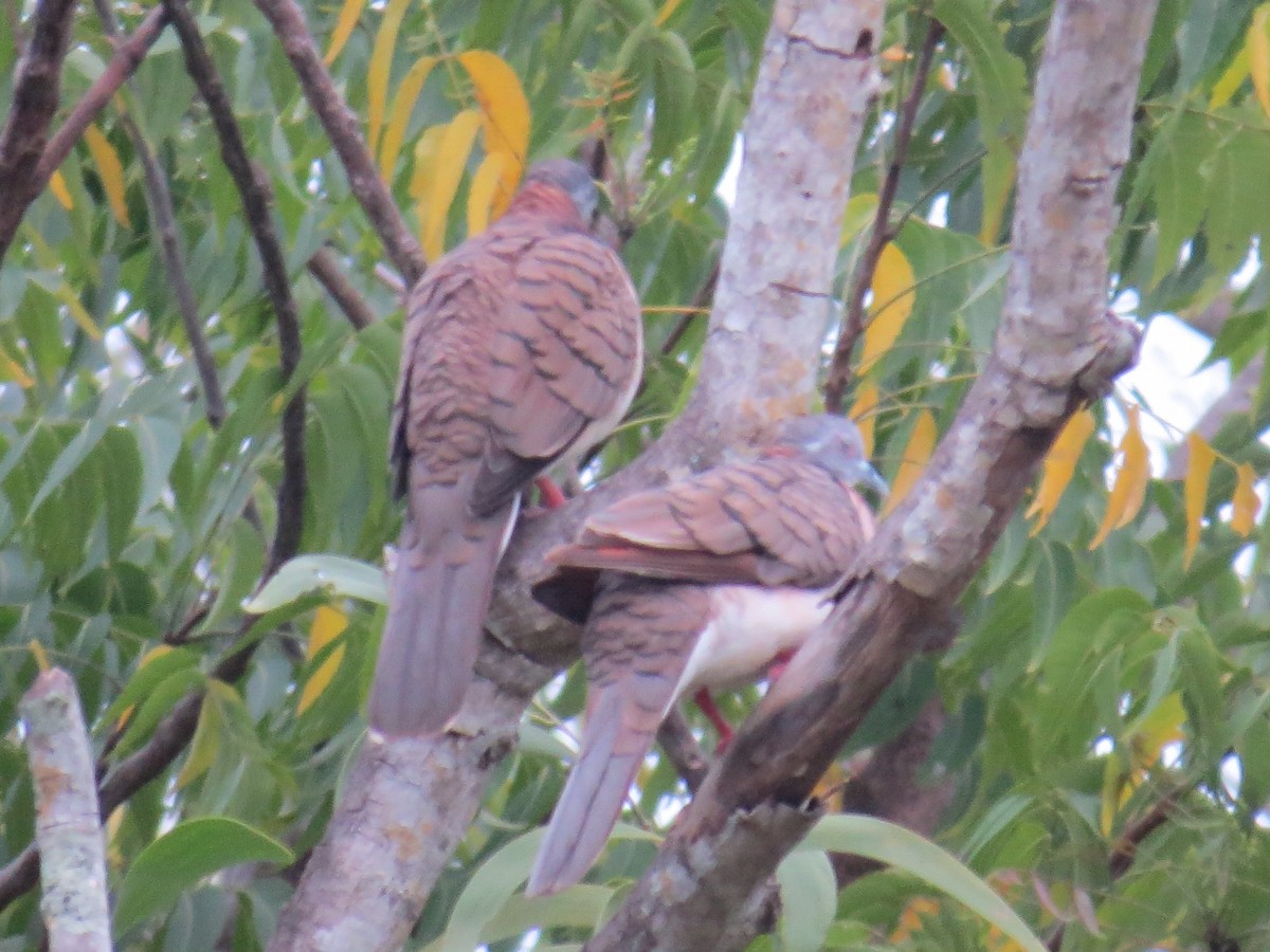 Bar-shouldered Dove - Edward Allen