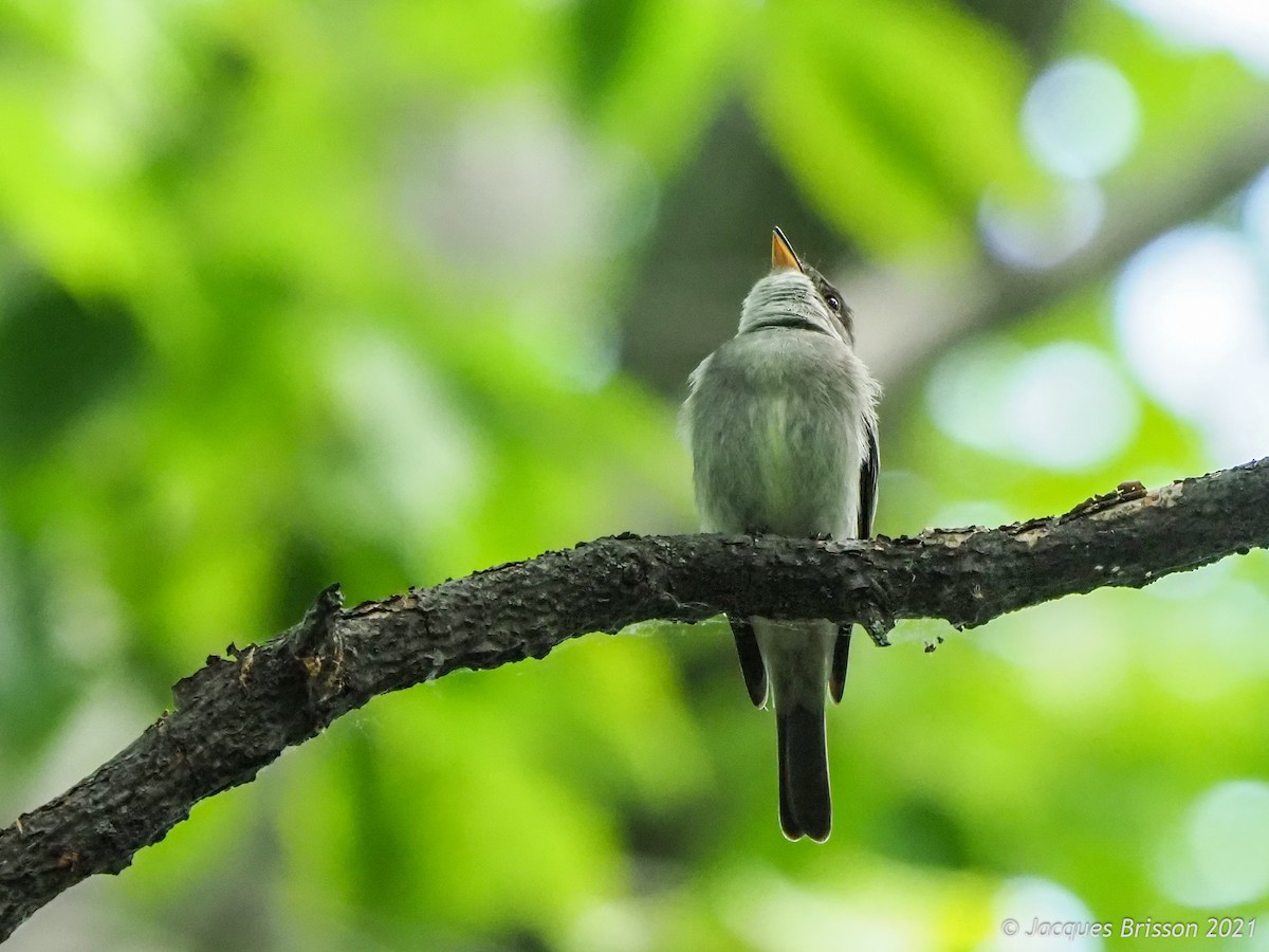 Eastern Wood-Pewee - ML348658111