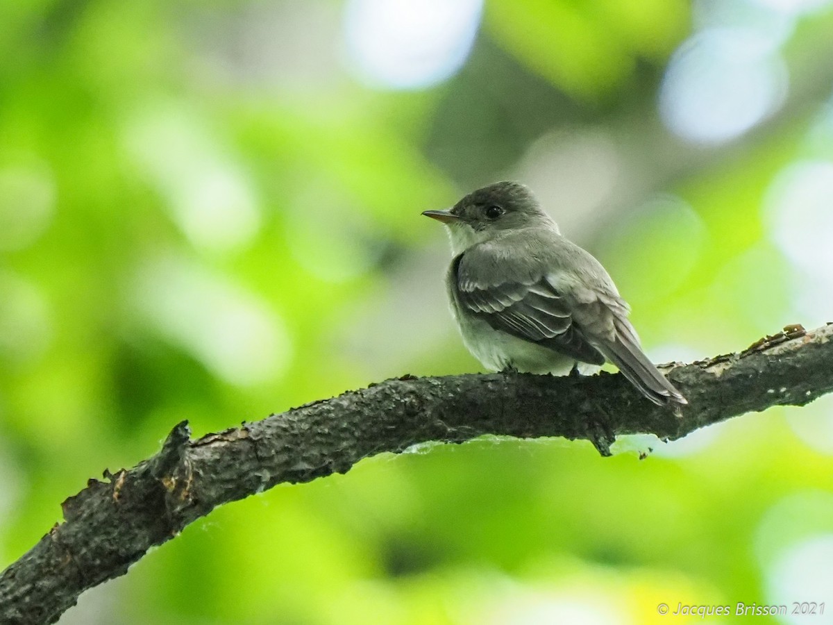 Eastern Wood-Pewee - ML348658131