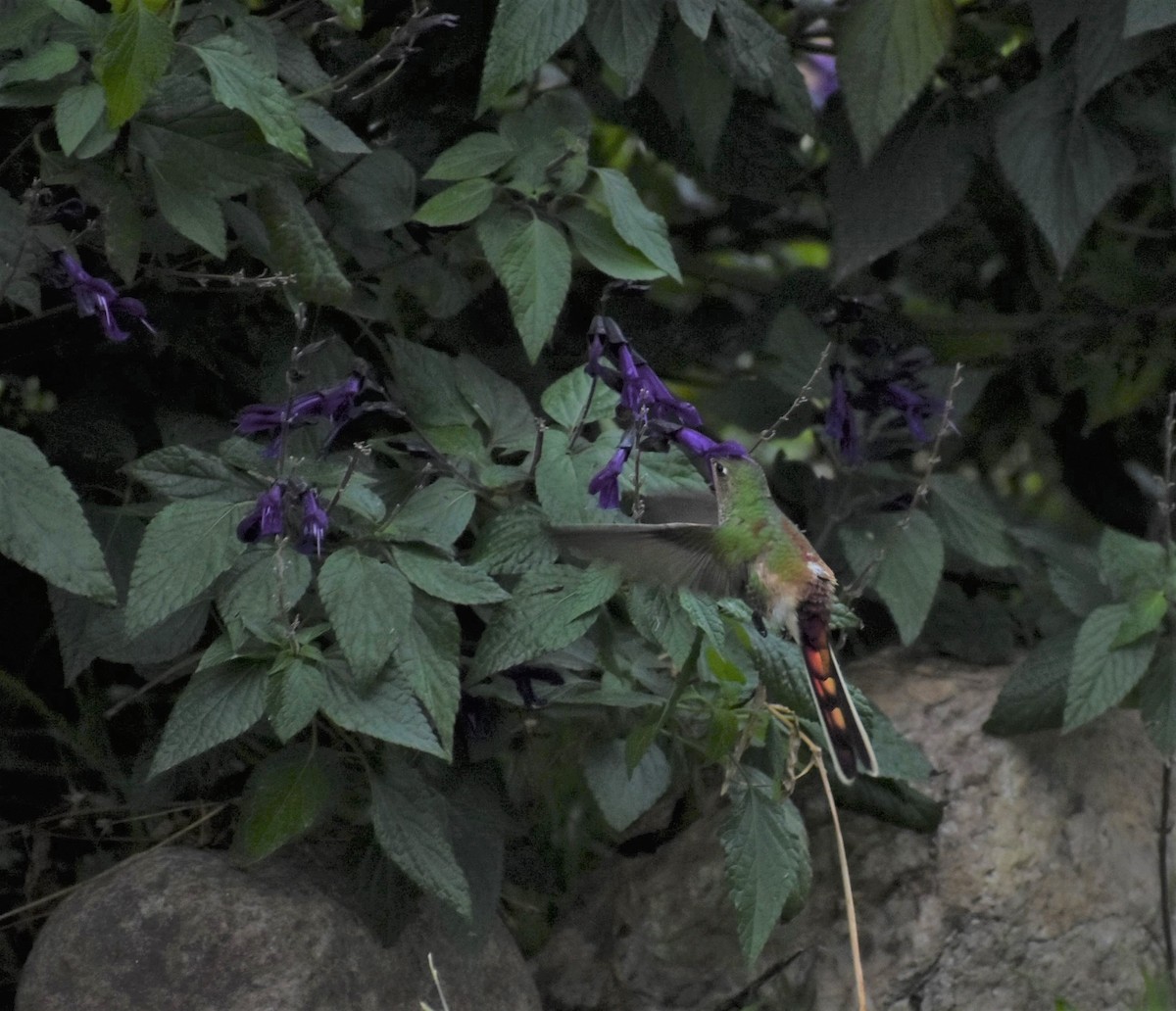 Red-tailed Comet - ML348658701