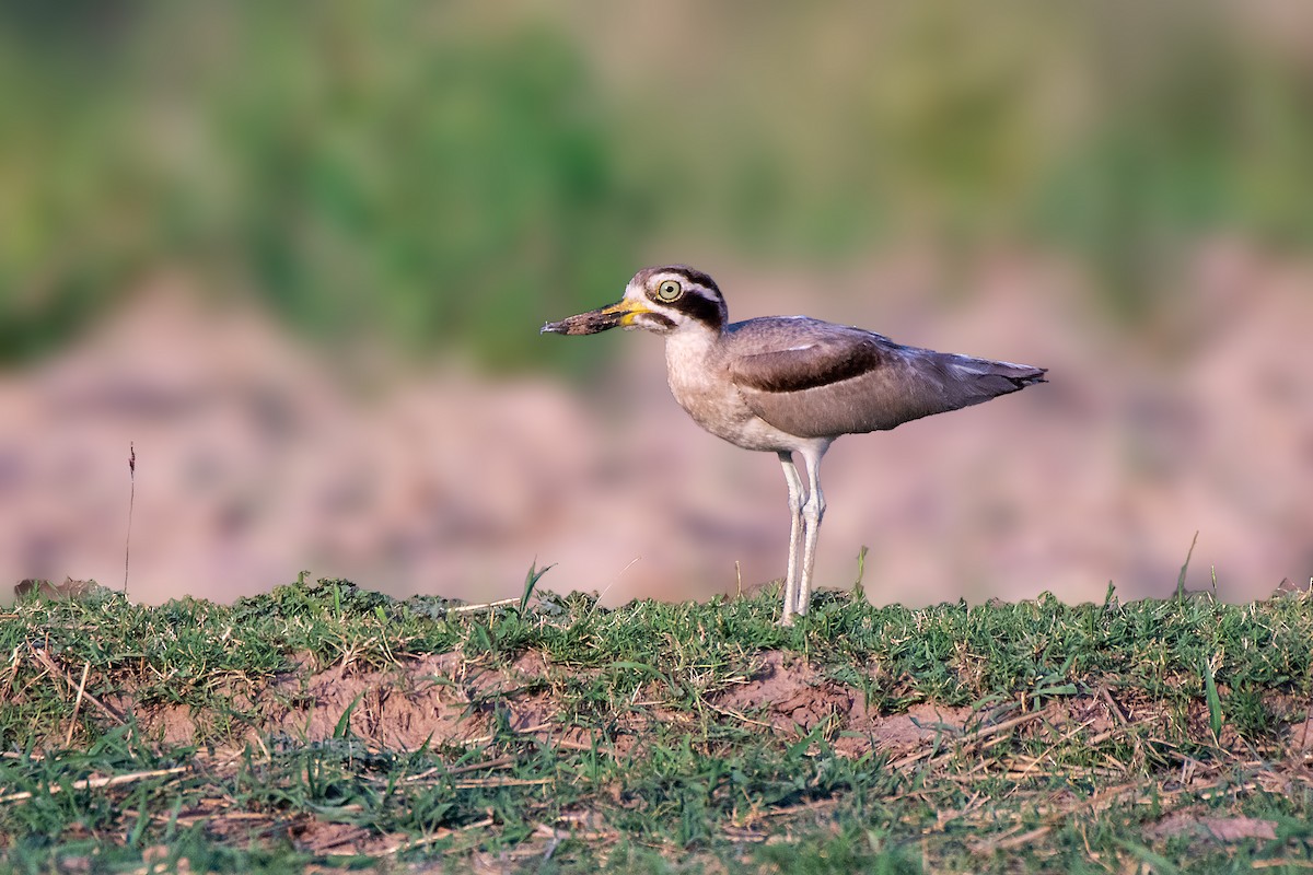 Great Thick-knee - Parmil Kumar