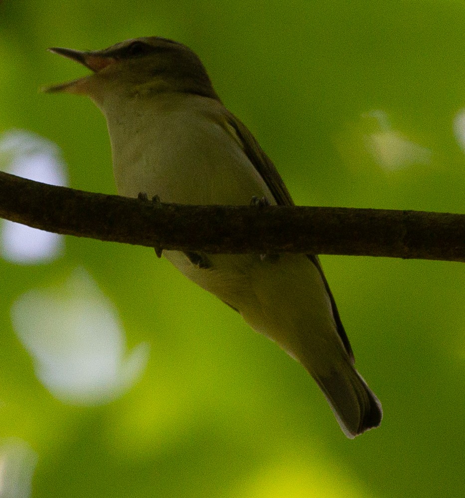Red-eyed Vireo - Erik Brodsky