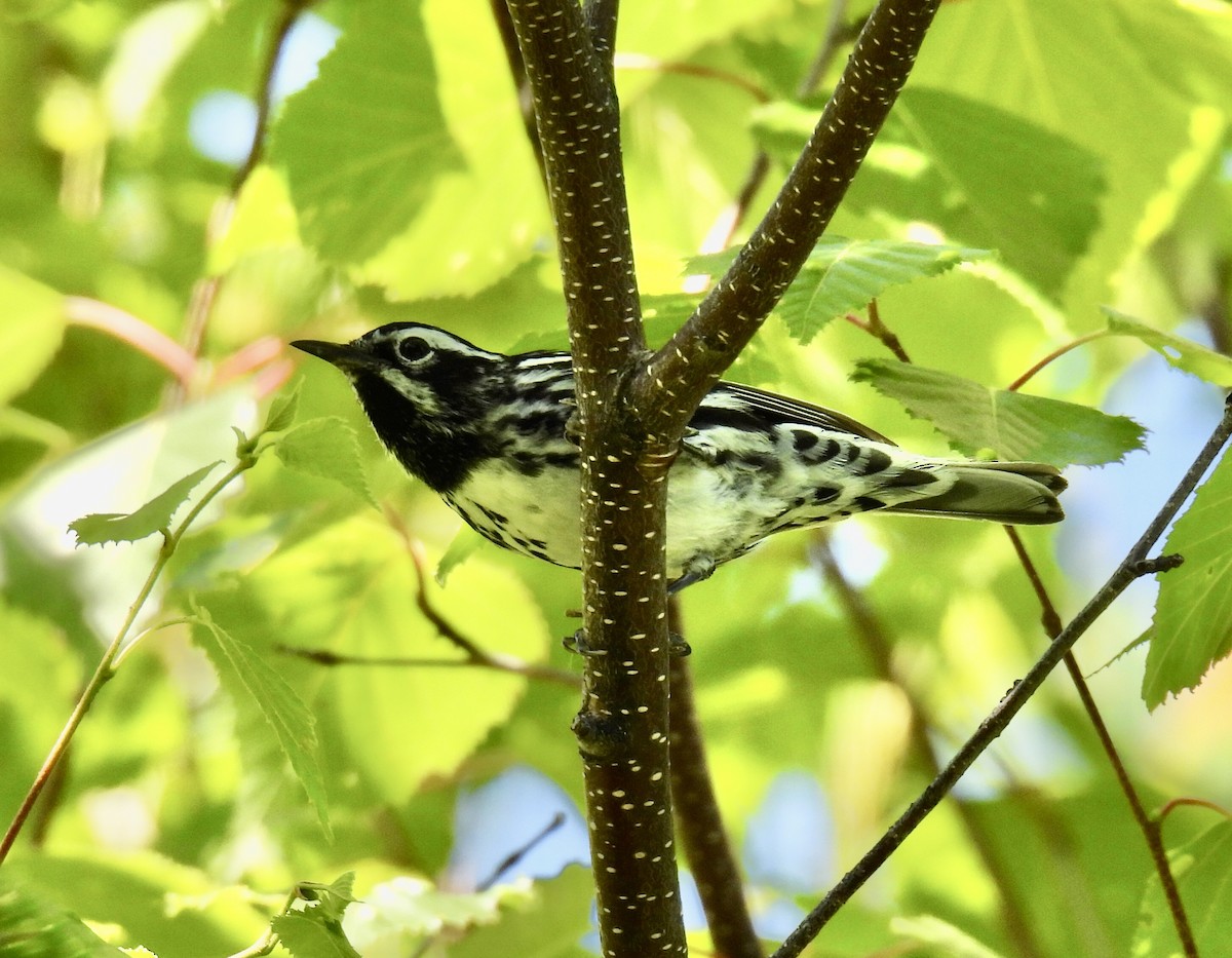 Black-and-white Warbler - Jeanne Tucker