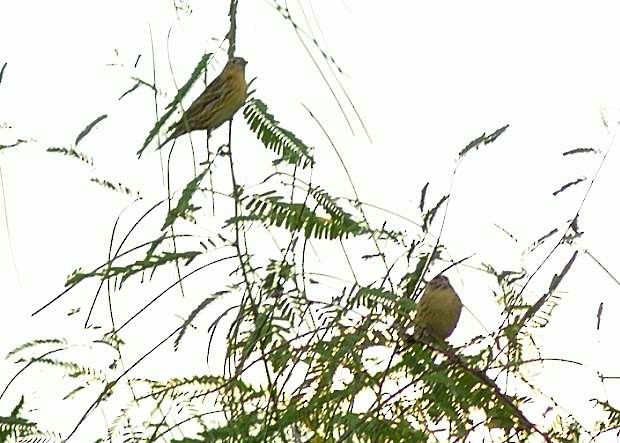 Bobolink - Alan Seelye-James